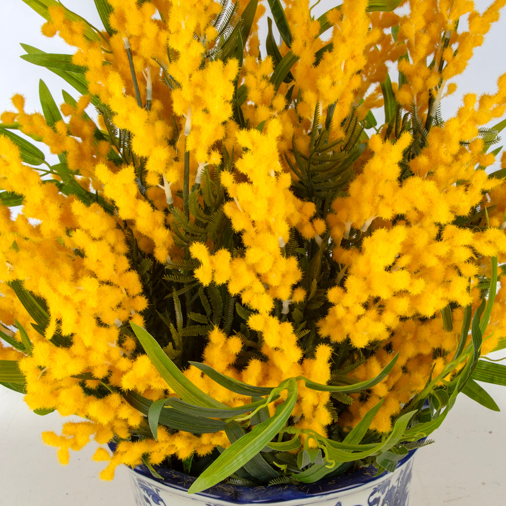 Büyük Mimoza Aranjmanı – Bleu Blanc Desenli Seramik Vazoda