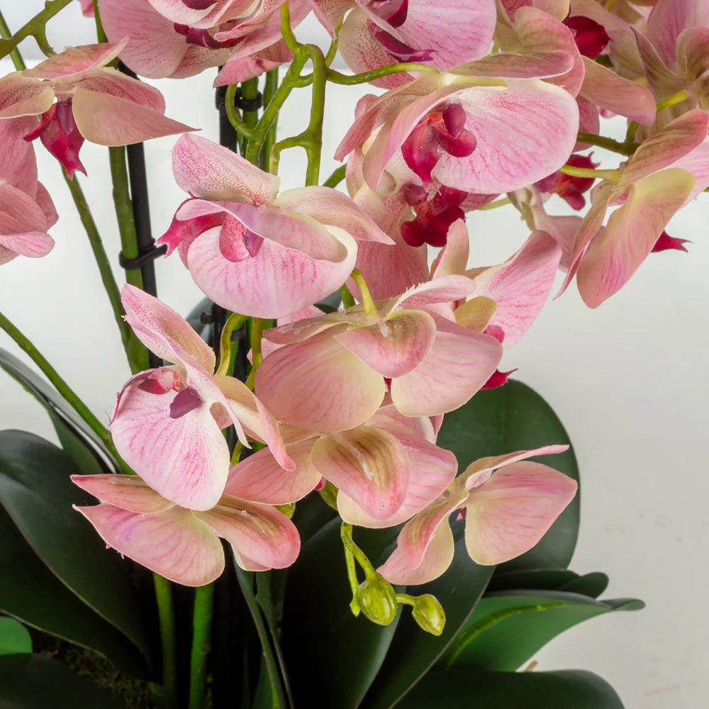 Pembe Orkide Aranjmanı – Seramik Saksıda