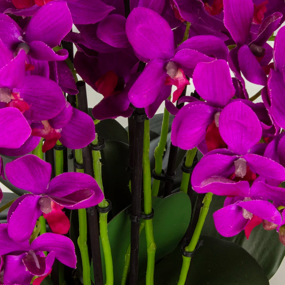 Bleu Blanc Saksıda Mor Orkide Aranjman