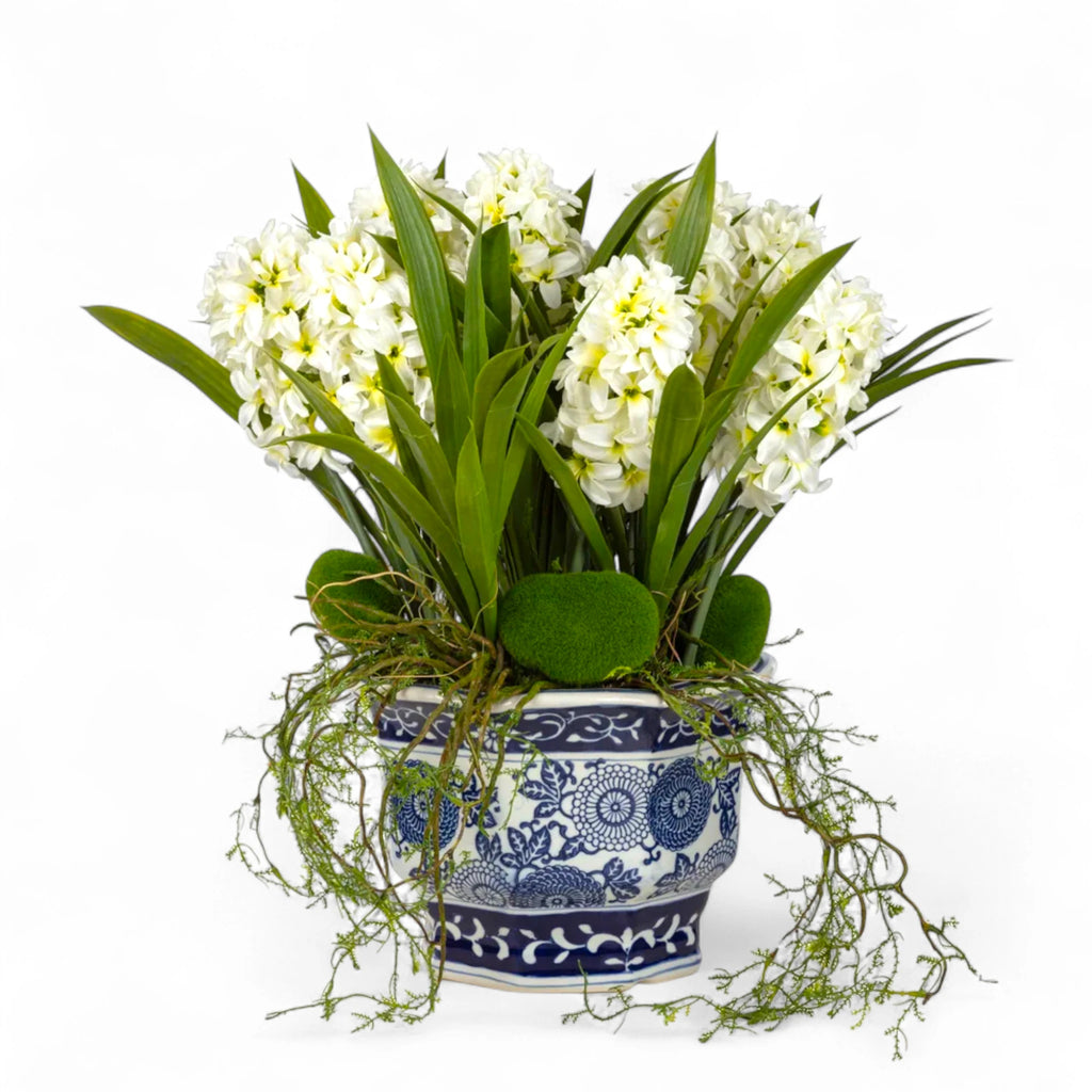 Bleu Blanc Saksı Sümbül Aranjman – Beyaz Çiçeklerle