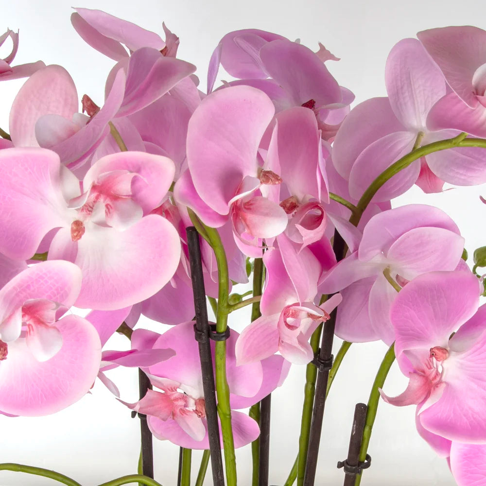Metal Ayaklı Saksıda Orkide Aranjman – Pembe Çiçeklerle