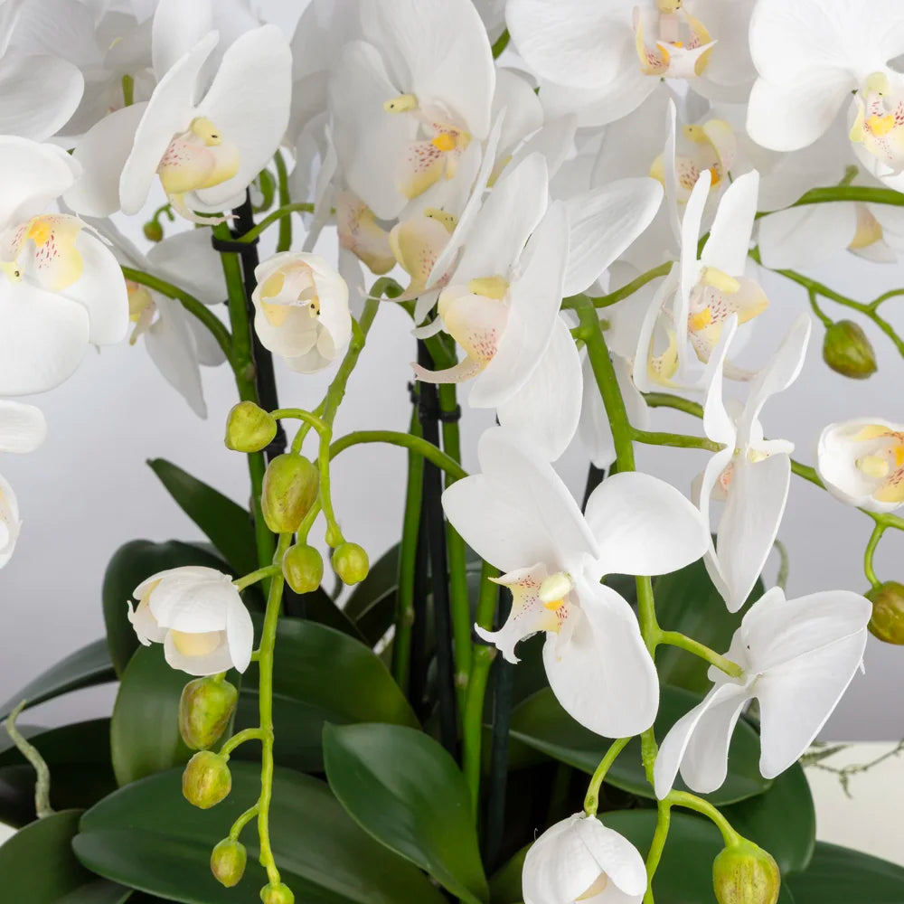 Metal Ayaklı Saksıda Islak Dokulu Orkide Aranjman – Beyaz Çiçeklerle