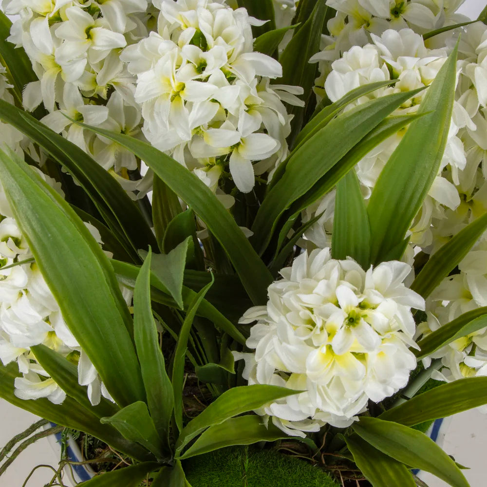 Bleu Blanc Saksı Sümbül Aranjman – Beyaz Çiçeklerle