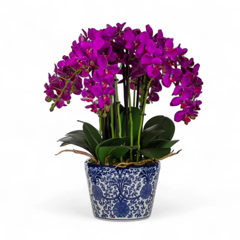 Bleu Blanc Saksıda Mor Orkide Aranjman